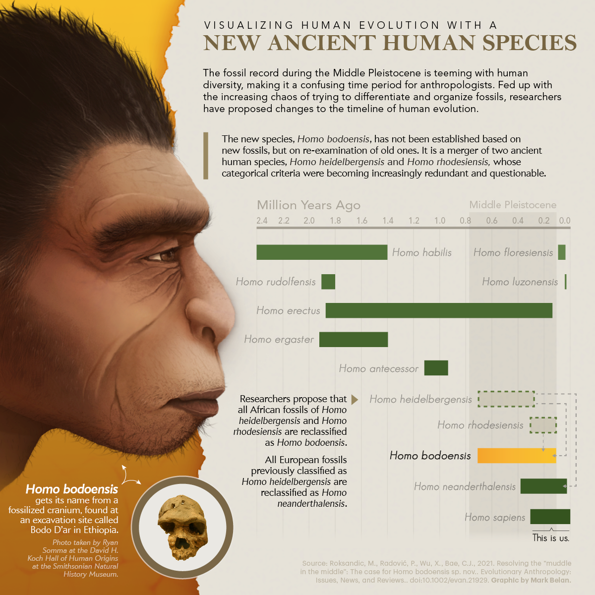 homo habilis evolution