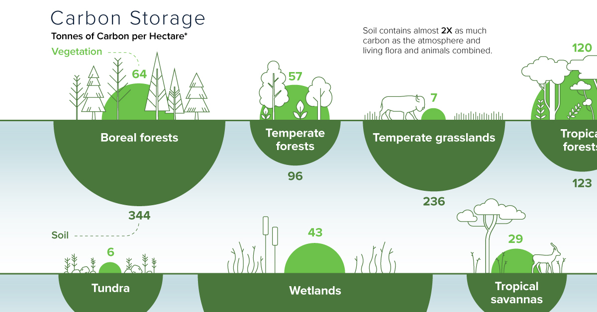 Visualizing Carbon Storage In Earth s Ecosystems