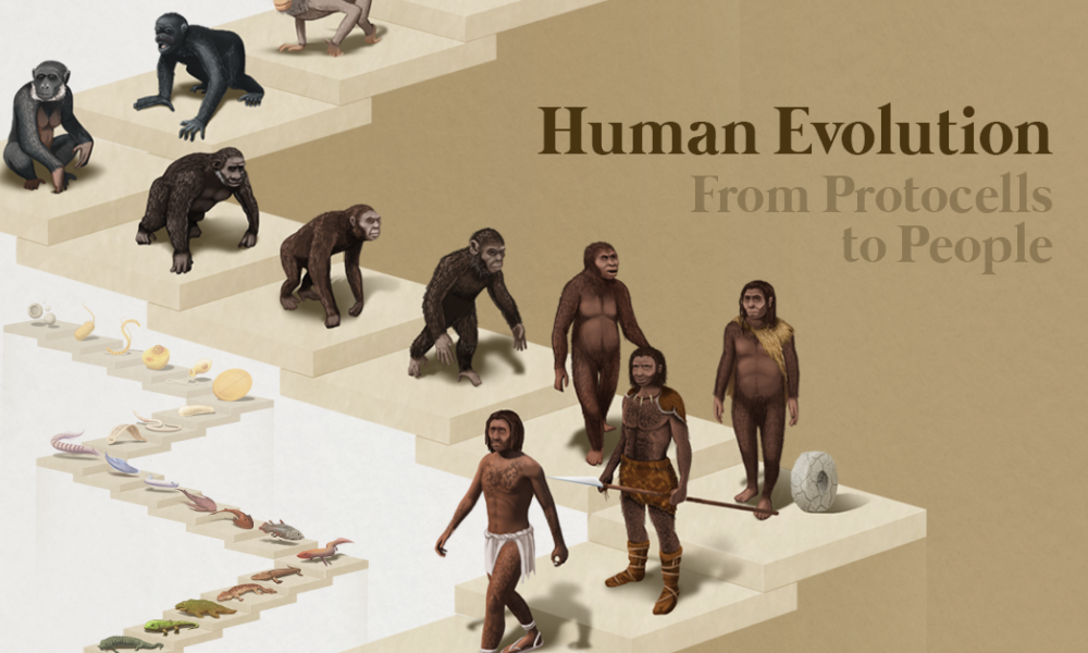 evolution of humans from fish