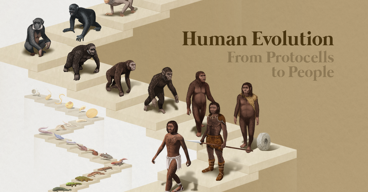 The emergence of humans - Understanding Evolution