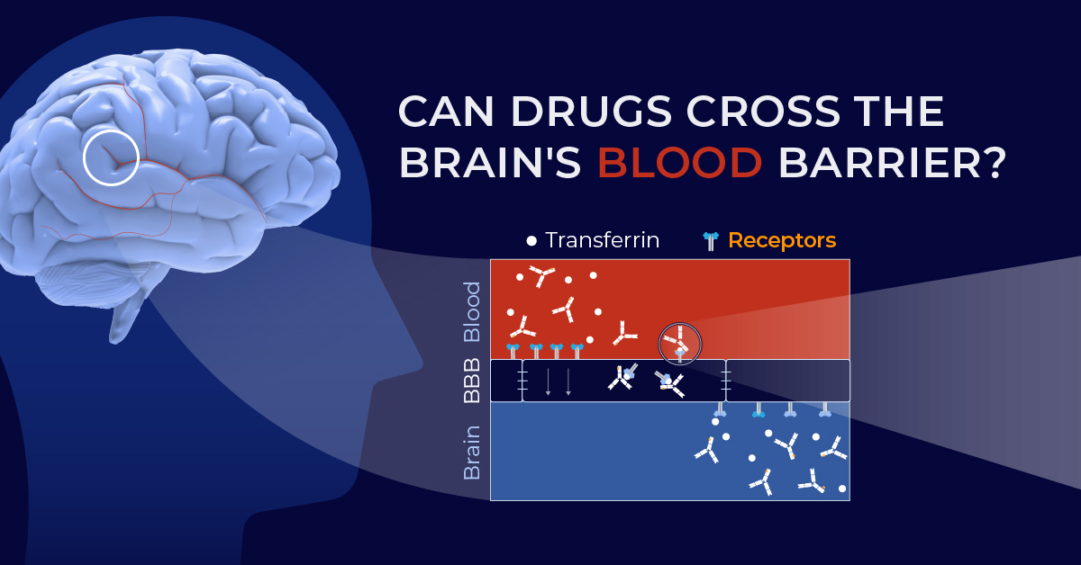 The Blood-Brain Barrier: Can Drug Treatments Break Through?