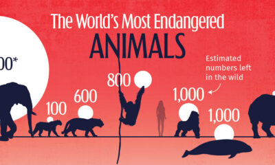 This cropped graphic shows the most endangered animals by numbers found in the wild, per estimates from the World Wildlife Fund (WWF) UK.