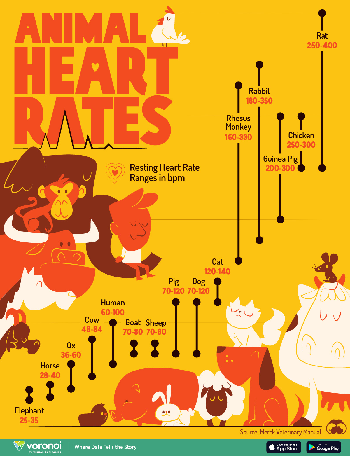An infographic showing the resting heart rate ranges for 15 different animals