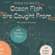 This map visualizes how much of the annual wild caught fish is sourced from each of the world’s major oceans.