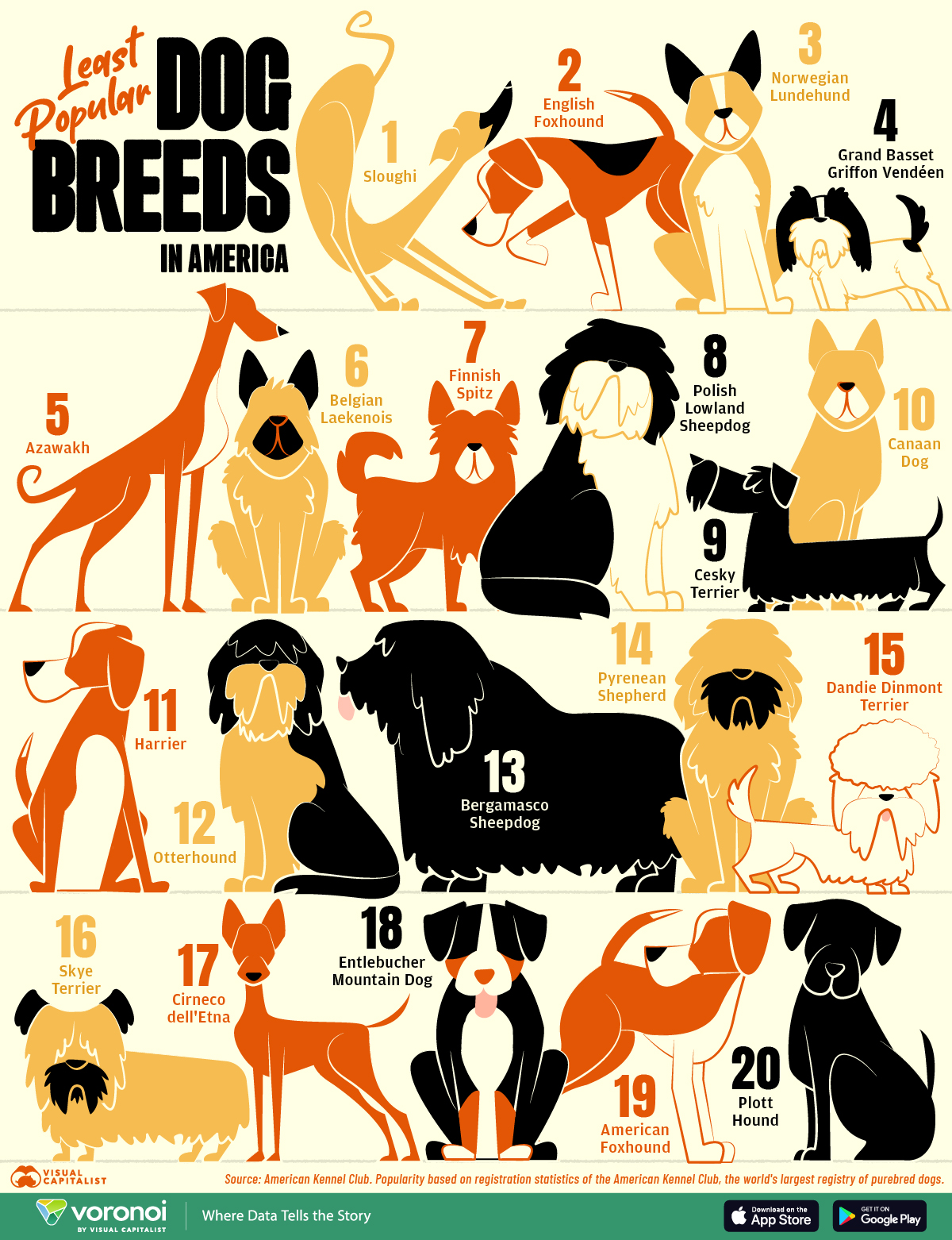 This infographic shows the 20 least popular dog breeds in the United States.