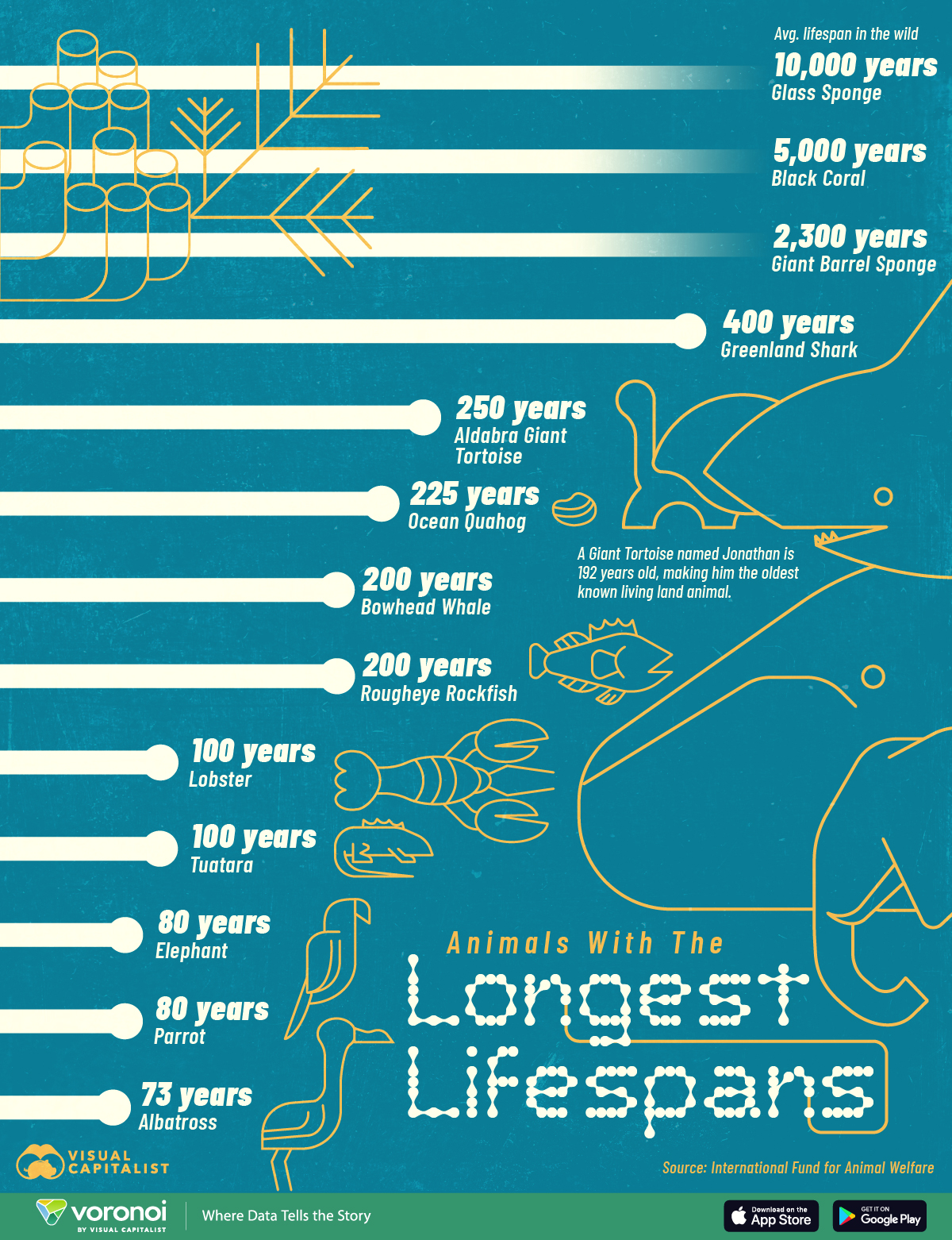 This infographic highlights the longest-living animals on Earth, some of which have survived for thousands of years.