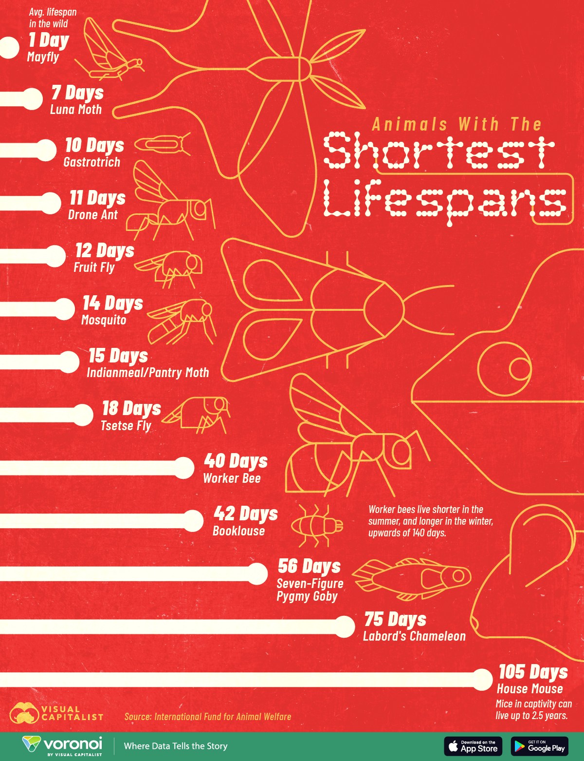 This infographic highlights the animals with the shortest lifespans on Earth, ranging from days to weeks in the wild.